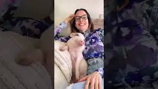 Why do pigs make the best cuddle buddies? 🐷❤️