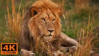 &ldquo;Africa&rsquo;s Wild Truth&mdash;Every Heartbeat Is a Fight for Survival | 8K Wildlife Documentary&rdquo;