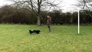 Percy and Tiggs, working cockers in action!