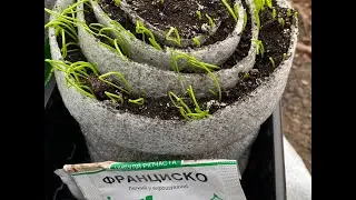 How to Grow Seedlings Using the Snail Method | Space-Saving Seed Starting Tutorial 🌱
