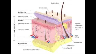 Anatomy and Physiology of The Mammalian Skin ; Epidermis, Dermis, Hypodermis, Subcutis