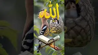 new reels #viwes10milionplace #Islamic #explore #short feed #YouTube search #naat #shorts feed