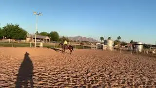 Race filly