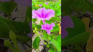 #beach flowers #beautiful #nature .