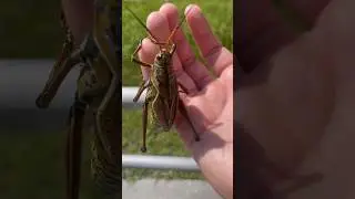 How to catch a grasshopper #trending #viral