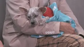 Sponsored Content: Shelter Spotlight: Sassy