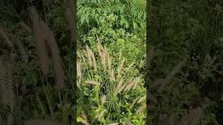 Very peaceful spot to enjoy wild grass blossoms