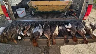 NoDak DIVERS with bonus PUDDLE ducks