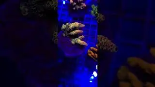 Acropora Rainbow matecznik WYSIWYG #61