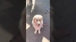 awww sweet girl #bestfriend #fyp #youtubeshort #strong #foryou #patience #love #hero #girl #heart
