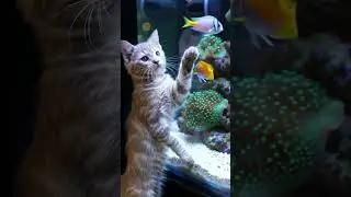 #KucingAI #AICat #KucingLucu #FunnyCat #CuteCat #Shorts #YouTubeShorts #ViralShorts #AIConten