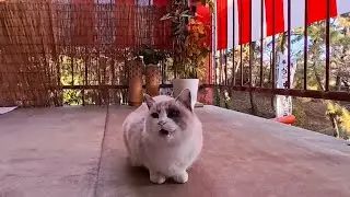 大晦日の猫散歩🎍初詣準備の神社から漁港へ　今年最後の癒やし猫さんぽしてきました