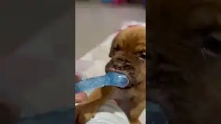 French Mastiff training with play bone #puppies #puppylovers #frenchmastiffpuppy #frenchmastiff
