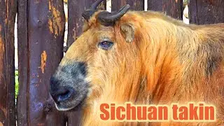 Такин Московский зоопарк Животные Takin Moscow Zoo Animals 羚牛 莫斯科動物園 모스크바 동물원 타킨 ターキン モスクワ動物園