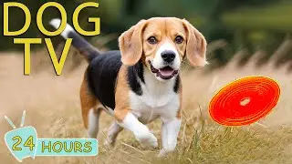 DOG TV: Video All-Day Entertain to Prevent Boredom for Dogs When Home Alone - Soothing Music for Dog