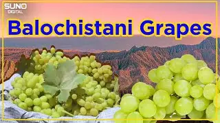 Grapes Garden In Balochistan | How To Grow Amazing Different Kinds Of Grapes?