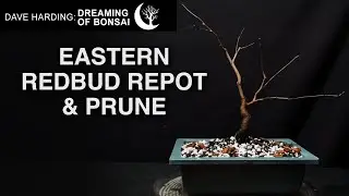 Eastern Redbud Repot & Prune, April 2025