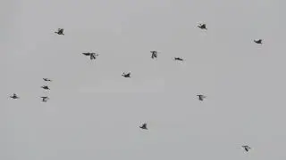 318 Little Bustards 1