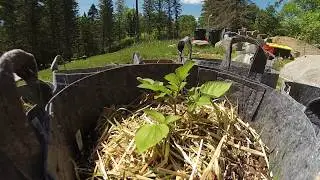 Growing Potatoes from True Potato Seed