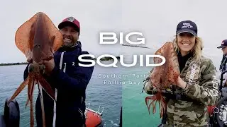 Southern Calamari in Southern Port Phillip Bay