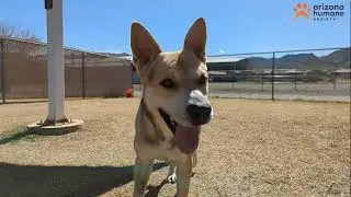Adopt Rocky the Charismatic Carolina Dog