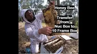How to transfer a Bee Swarm from Nuc to Full Box October 2021, Swarm.
