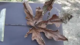 Acer macrophyllum