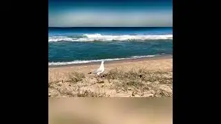 Lone seagull#seagull#beach#wollongong#australia#seaview#travel#naturesounds#nature