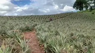 Organic pineapple farming in Manipur