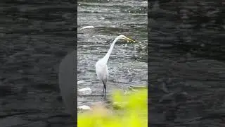Great Egret #nature #birds #park #wildlife #river. #greategret #egret #beauty #majestic #bigbird