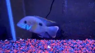 Male Or Female Green Terror?