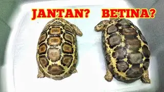 PERBEDAAN JANTAN DAN BETINA KURA KURA KINIXYS BELLIANA