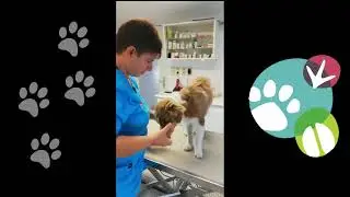 Comment brosser les dents de mon chien ?