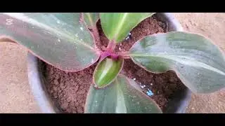 ඔන්න මම ගෙනාවා මගේ09සේල් එක(0772677295)🪴💐🪴💐🪴