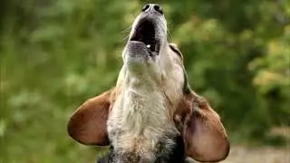 Aullido de perro