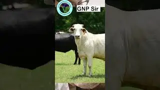 Ephemeral fever (Three days sickness) of cows symptoms and treatment #gnpsir #shorts