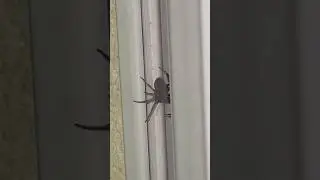 Nuctenea umbratica