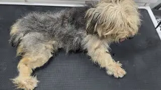 This Severely Matted, Tick-Infested Dog Needed Immediate Grooming | Full Transformation