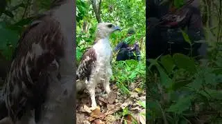 A man walking alone in the forest saw a large animal.part01#shorts #edit #reels #dance #gaming #fyp