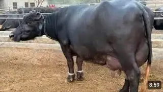watch piure Nili buffalo for sale in Punjab Pakistan on YouTube//9//1//2026//0303//8678388//