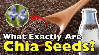 What Exactly Are Chia Seeds? The Truth Behind the Trend
