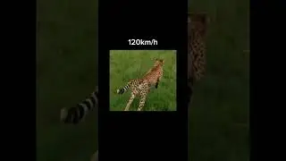 Speed of car 😈😈#carspeed#carattitudestatus @viyan-b3g