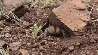Sun-Spider digging a burrow