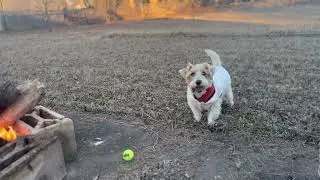 Otis is a perfect  JRT and is available to the is right home as I havre a brain tumor