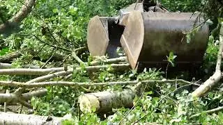 📌 Kettenreaktion in Baumreihe l&ouml;st Feuerwehreinsatz aus | Waldstadtjournal 🌲📰