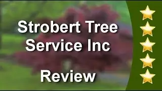 Strobert Tree Service Inc Wilmington          Incredible           Five Star Review by George W...