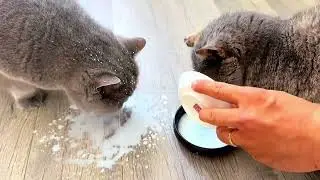 6117:Chinese cats drink milk together