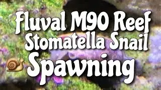 Fluval M90 Reef - Stomatella Snail Spawning