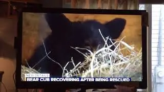 Cute bear cub story