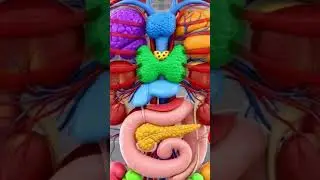 endocrine system #trending #viral #video